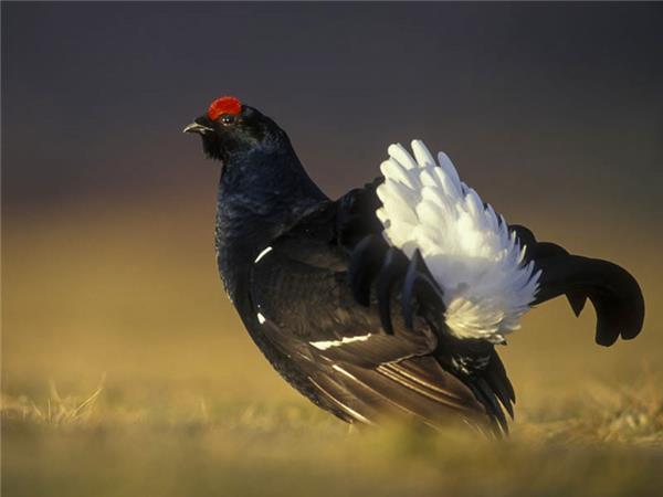 Scottish Highlands wildlife vacation 