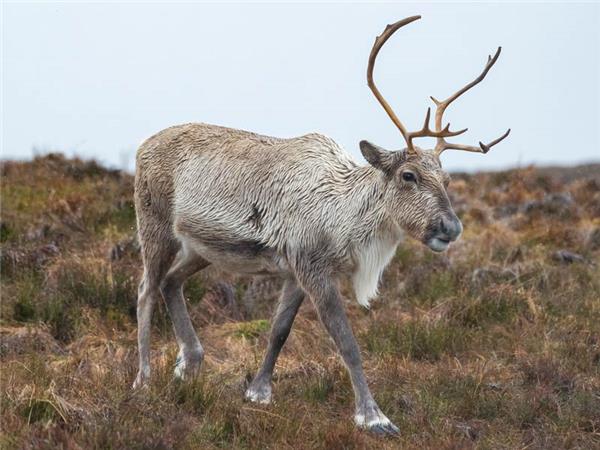Scottish Highlands wildlife vacation 