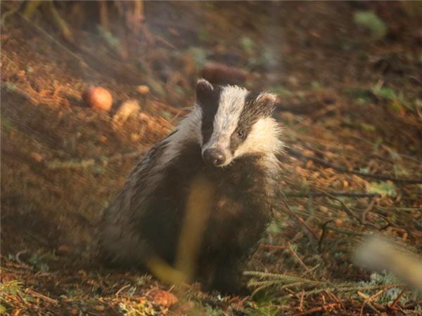 Scottish Highlands wildlife vacation 
