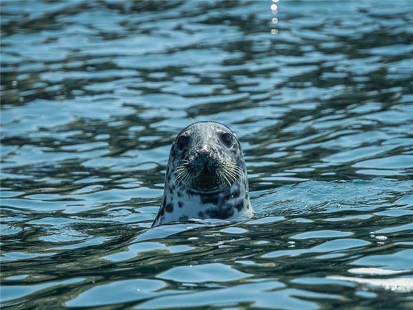 Scottish Highlands wildlife vacation 