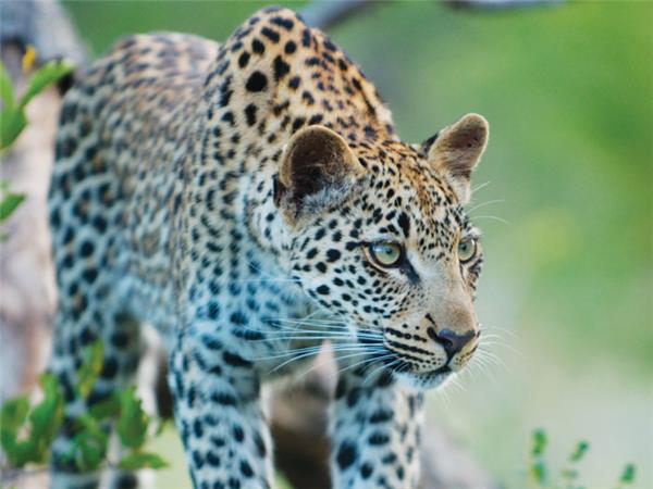 Kruger, coast and cape vacation in Southern Africa