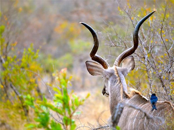 Kruger, coast and cape vacation in Southern Africa