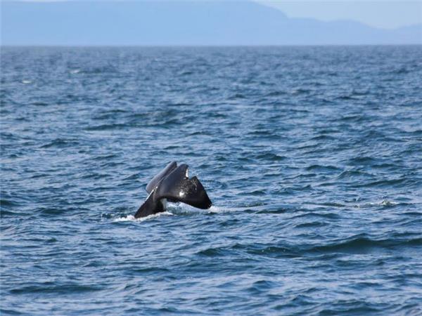 Mull, Staffa and Iona wildlife tour in Scotland
