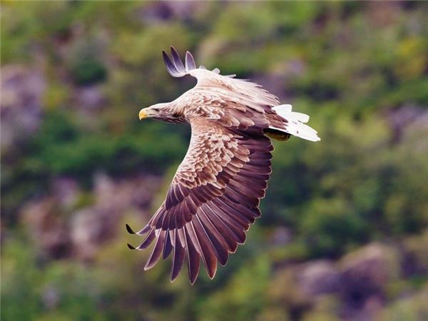 Mull, Staffa and Iona wildlife tour in Scotland