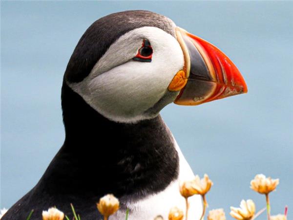 Mull, Staffa and Iona wildlife tour in Scotland