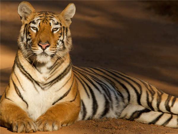 Tiger watching tours in India