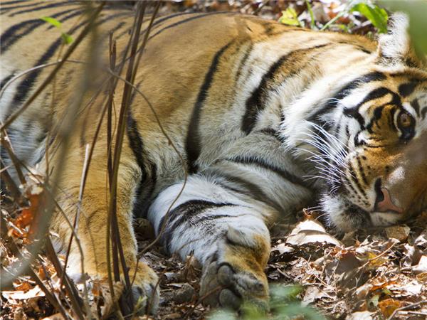 Tiger watching tours in India