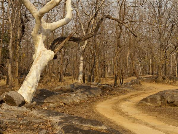 Tiger watching tours in India