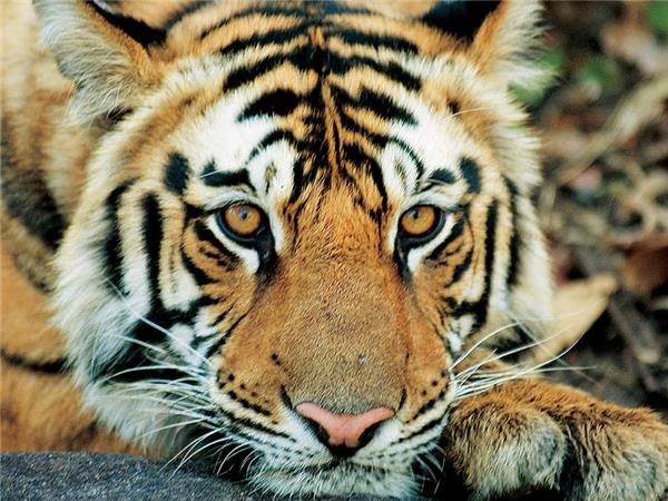 Kerala to Goa with added comfort vacation