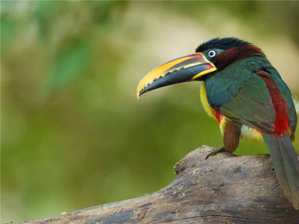 Small group tour in Brazil