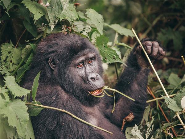 Rwanda & Uganda vacation