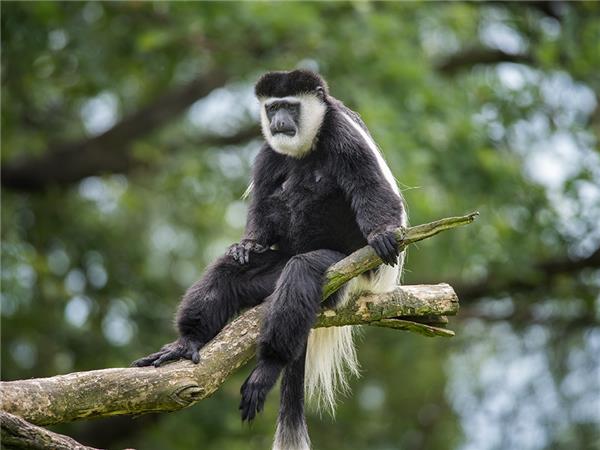 Rwanda & Uganda vacation, with added comfort