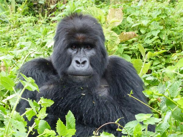 Rwanda & Uganda vacation, with added comfort