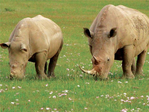 Gorilla safari and game parks, Uganda