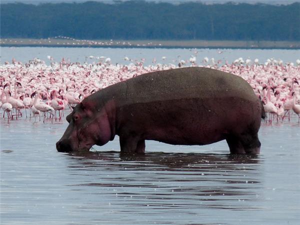 Gorilla safari and game parks, Uganda