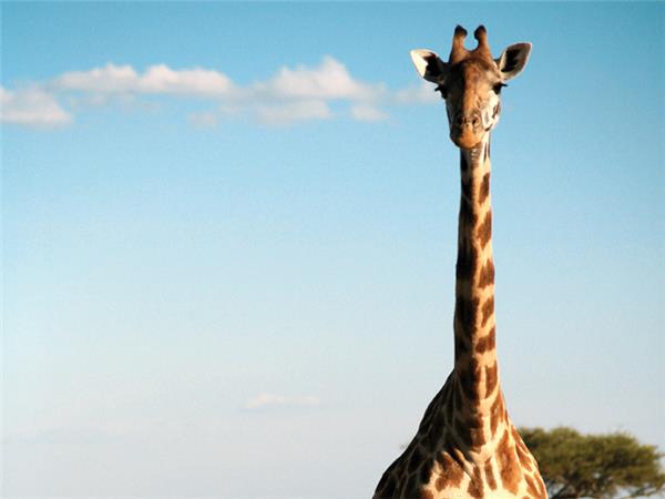 Gorilla safari and game parks, Uganda