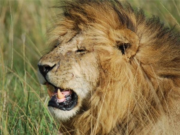 Gorilla safari and game parks, Uganda