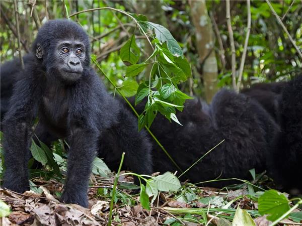 Gorilla safari and game parks, Uganda