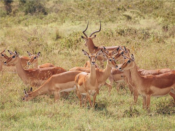 Gorilla safari and game parks, Uganda