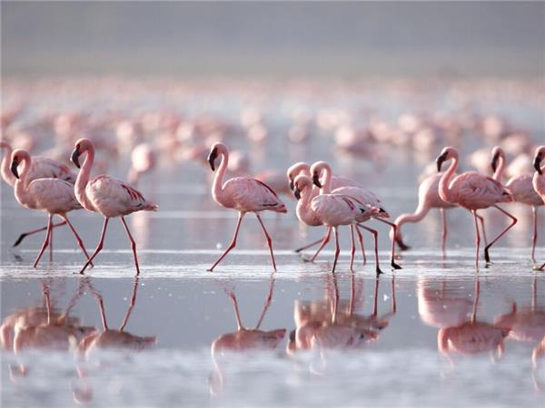 Gorilla safari and game parks, Uganda