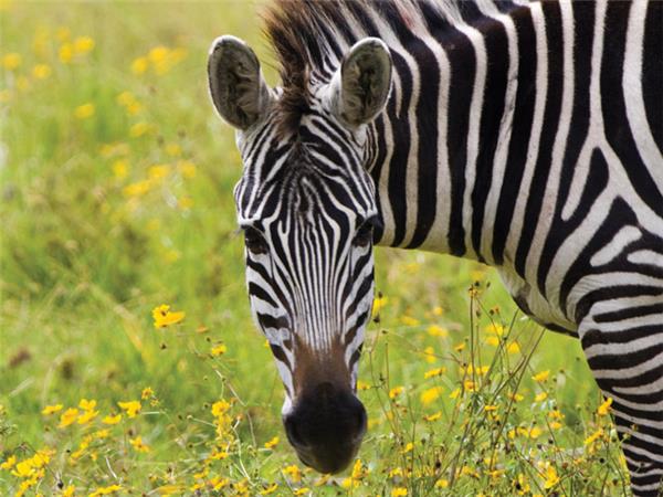 Southern Africa vacation