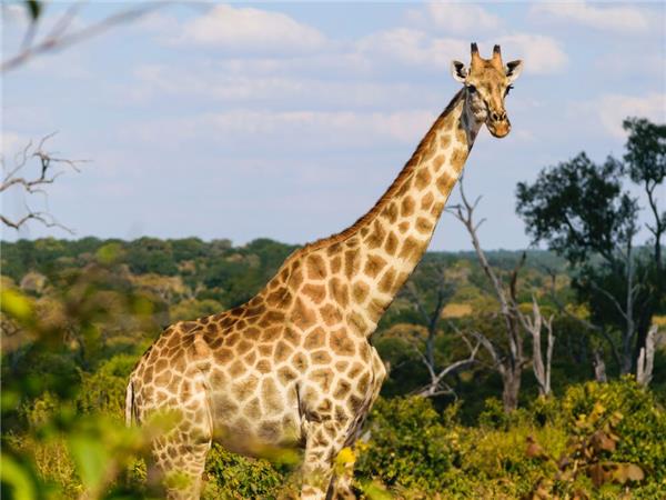 Southern Africa vacation