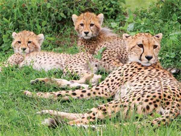 The Masai Heartlands safari
