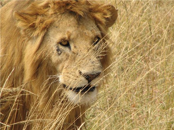 The Masai Heartlands safari