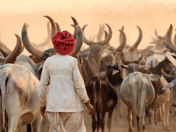 Gujarat vacation and the Rann of Kutch, India