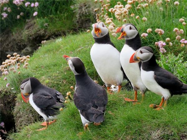 Shetland Isles wildlife vacation