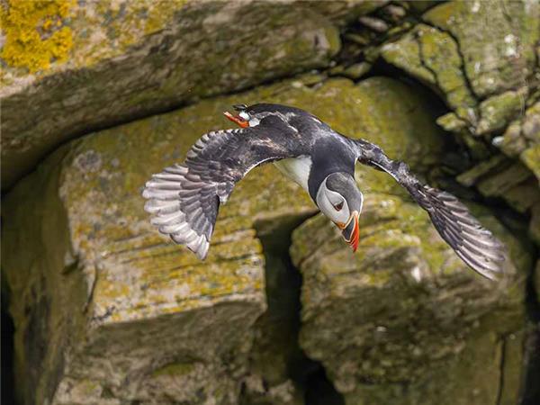 Shetland Isles wildlife vacation