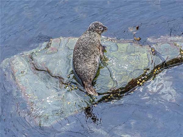 Shetland Isles wildlife vacation