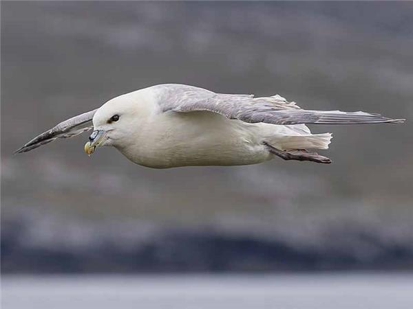 Shetland Isles wildlife vacation
