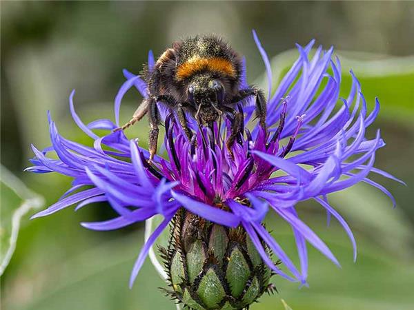 Shetland Isles wildlife vacation