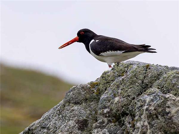 Shetland Isles wildlife vacation