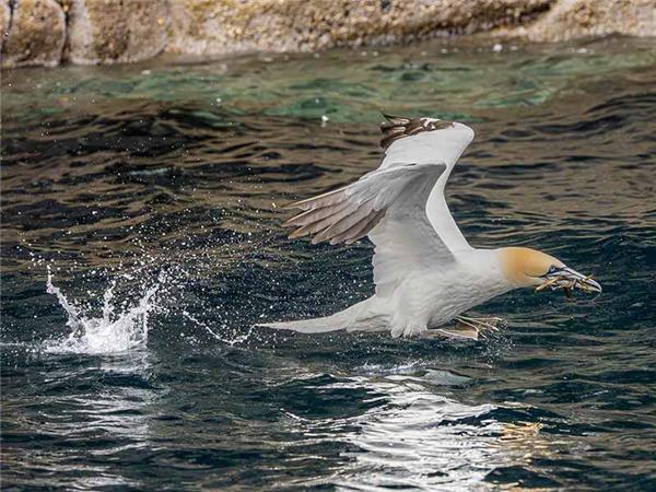 Shetland Isles wildlife vacation