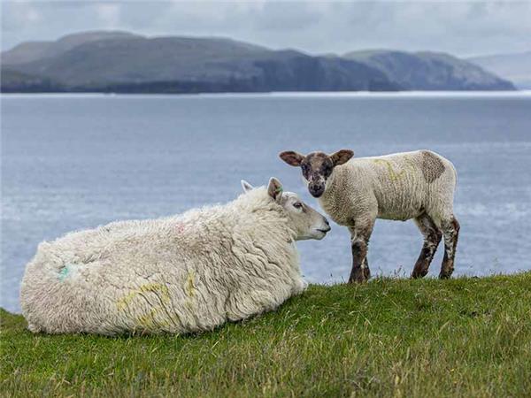 Shetland Isles wildlife vacation