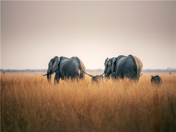 Botswana and Zimbabwe lodge safari