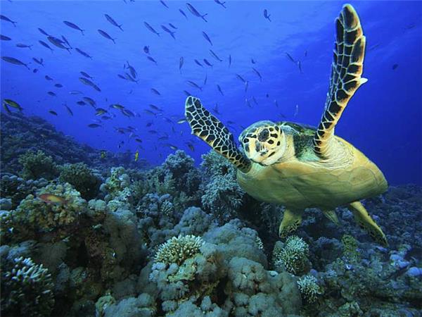 Maldives vacation, wildlife cruise