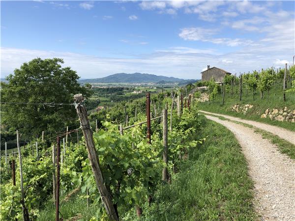 Prosecco Hills walking holiday, Italy