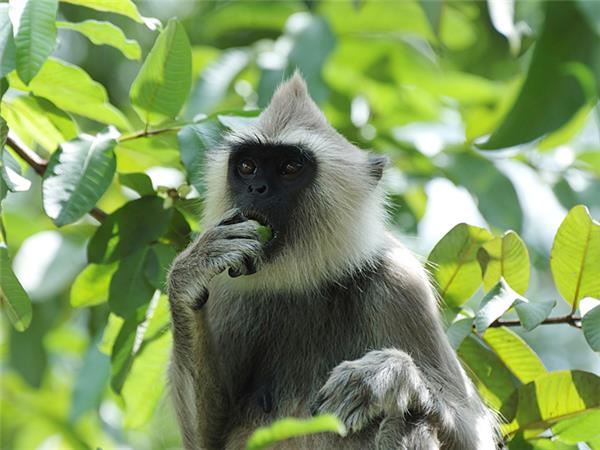 Sri Lankan vacation highlights