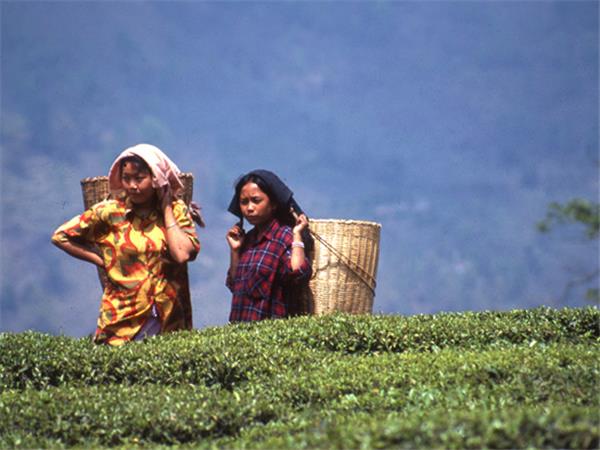 Singalila Ridge trekking holiday in India
