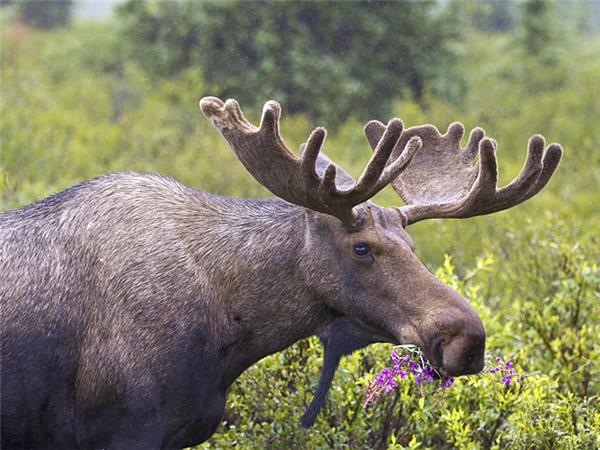 Canadian Rockies and Vancouver Island vacation