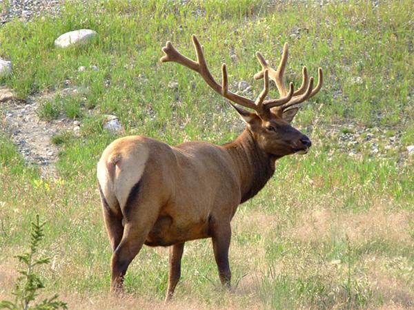Canadian Rockies and Vancouver Island vacation