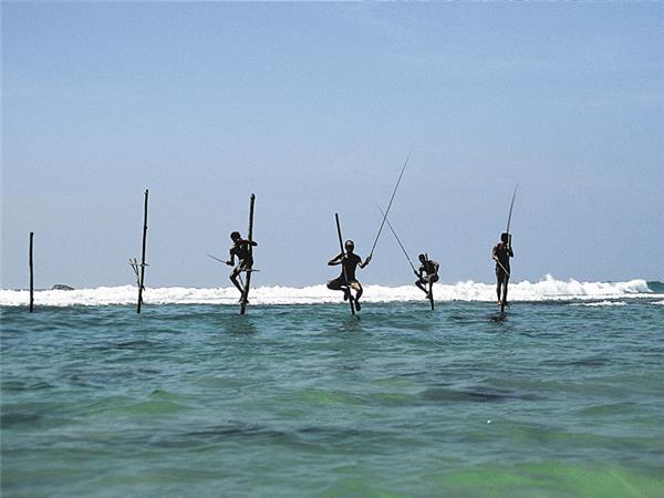 Sri Lanka wildlife and whales tour