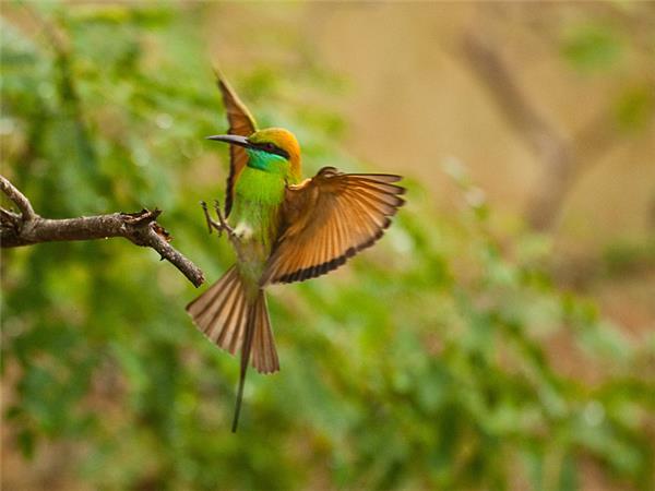 Sri Lanka wildlife and whales tour