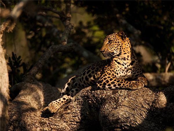Sri Lanka wildlife and whales tour