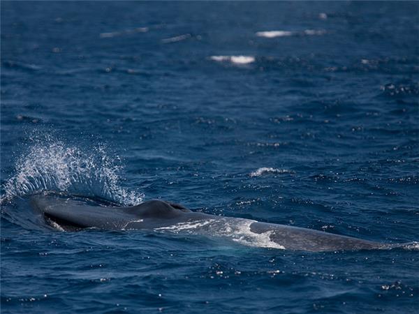 Sri Lanka wildlife and whales tour