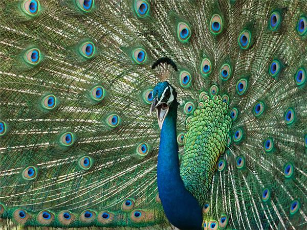 Sri Lanka wildlife and whales tour