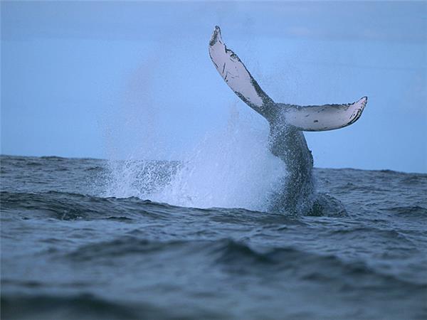 Sri Lanka wildlife and whales tour